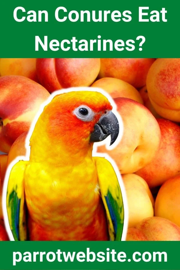The Avian Diet Evolution: Can Conures Safely Eat Nectarines? A Comprehensive Nutritional and Veterinary Guide