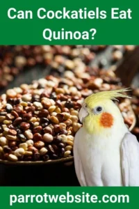 The Avian Superfood Debate: Can Cockatiels Eat Quinoa? A Comprehensive Guide to Feathered Nutrition
