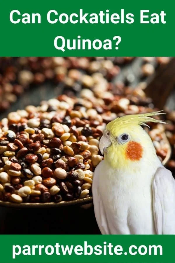 The Avian Superfood Debate: Can Cockatiels Eat Quinoa? A Comprehensive Guide to Feathered Nutrition