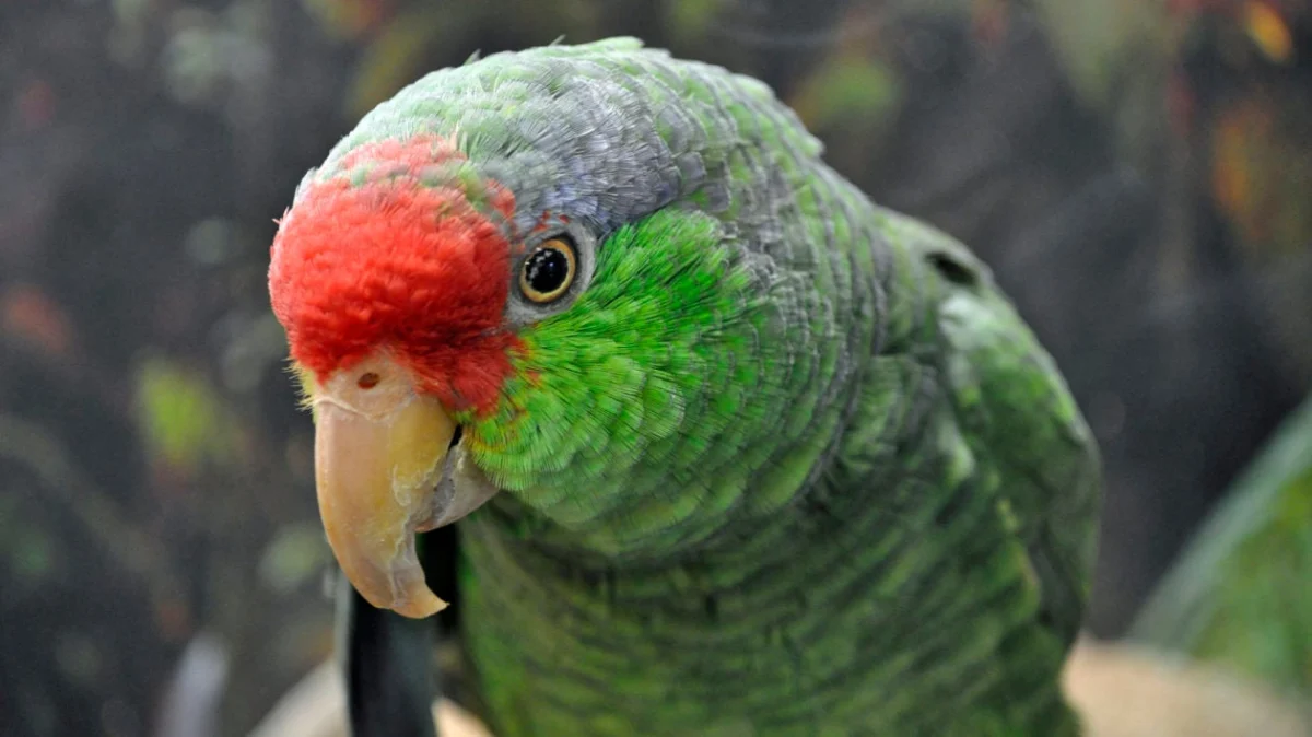 The Enigma of the Green Parrot: Biology, Popularity, and the Science Behind Nature’s Most Vibrant Feathers
