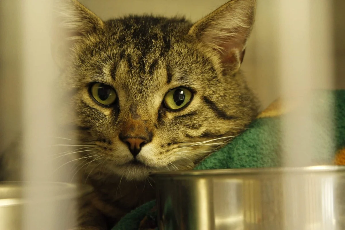 The Golden Years of Feline Companionship: A Comprehensive Guide to Adopting and Caring for a Senior Cat