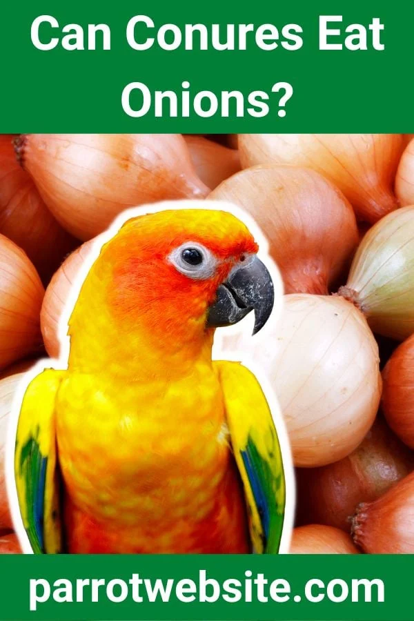 The Hidden Culinary Hazard: Why Onions Pose a Deadly Threat to Pet Conures and Parrots