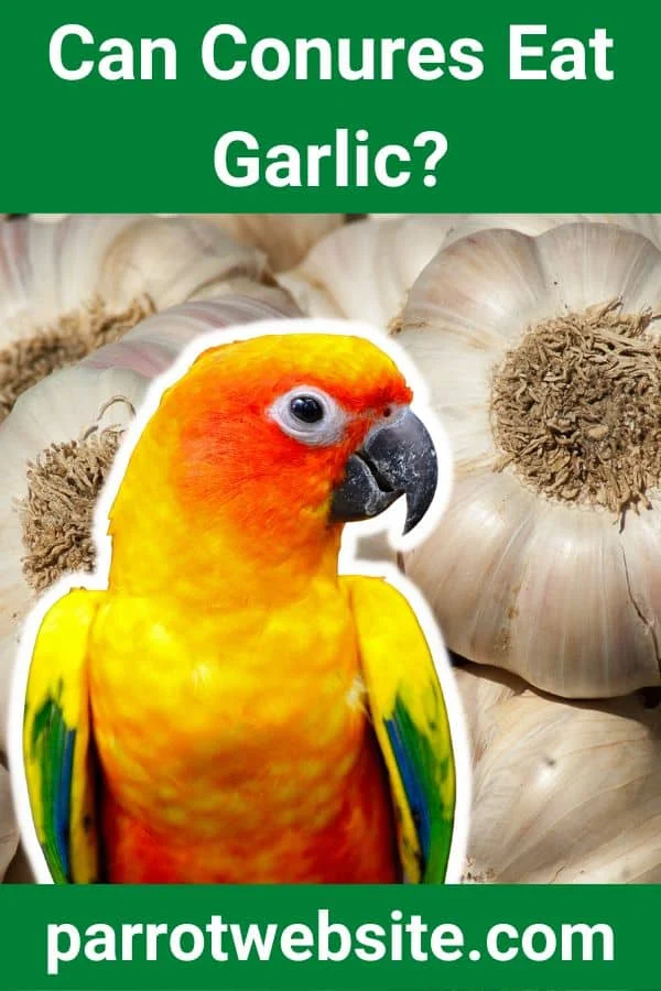 The Hidden Danger in the Kitchen: Why Garlic Is Lethal to Conures and Pet Birds
