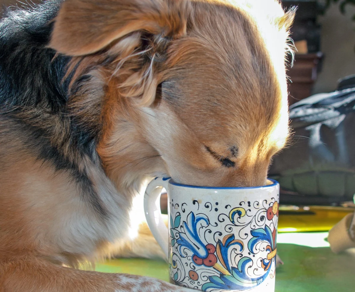 The Hidden Danger in Your Mug: Why Coffee Poses a Lethal Threat to Dogs