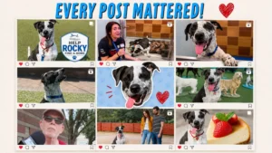 The Nine-Day Miracle: How a Social Media Promise Transformed a Shelter Dog’s Life