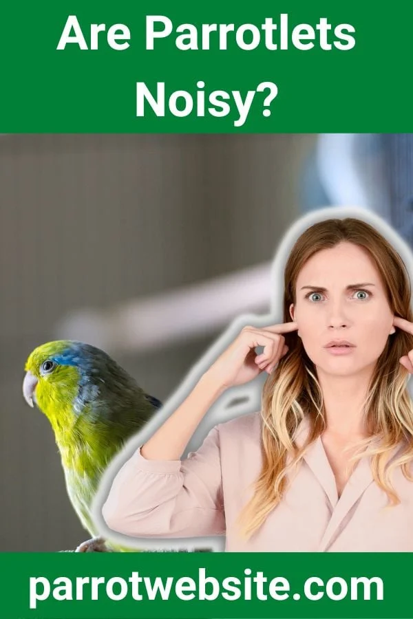 The Pint-Sized Powerhouses: Understanding the Vocal Realities of Owning a Parrotlet