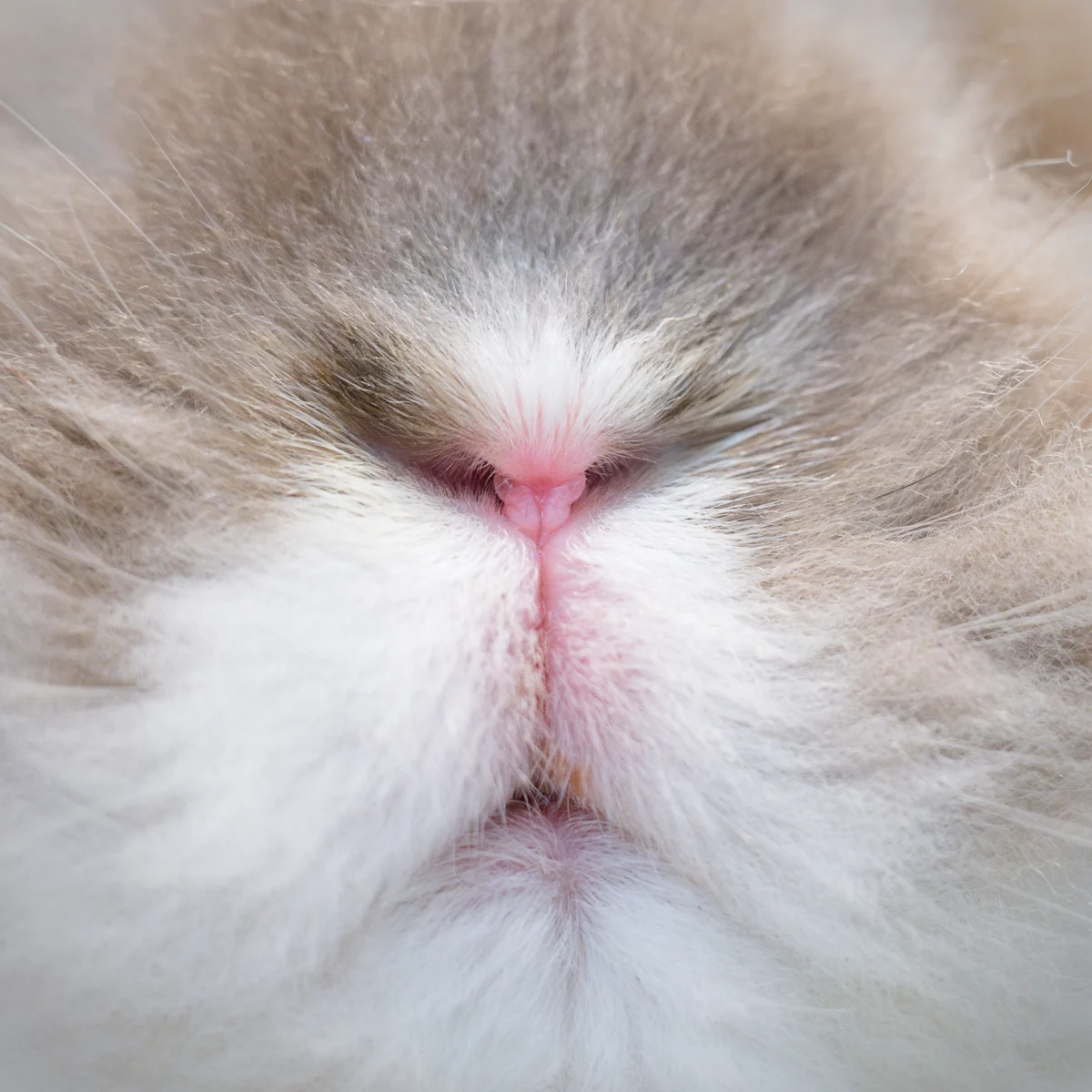 The State of the Rabbit: Analyzing Trends in U.S. Companion Animal Demographics for 2025