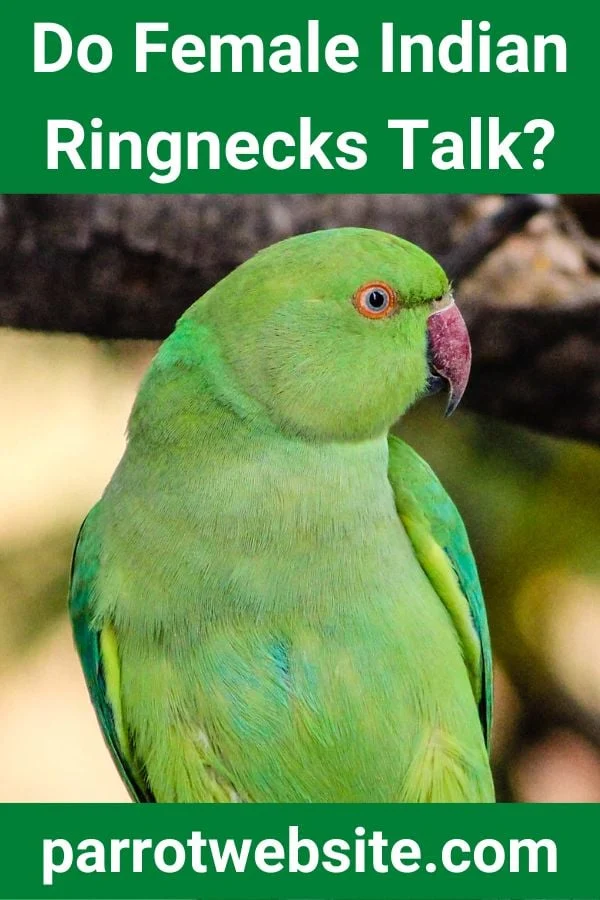 The Vocal Capabilities of Female Indian Ringnecks: An Avian Behavior and Training Analysis