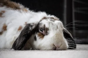 Understanding GI Stasis in Rabbits: A Comprehensive Guide to Diagnosis, Treatment, and Recovery
