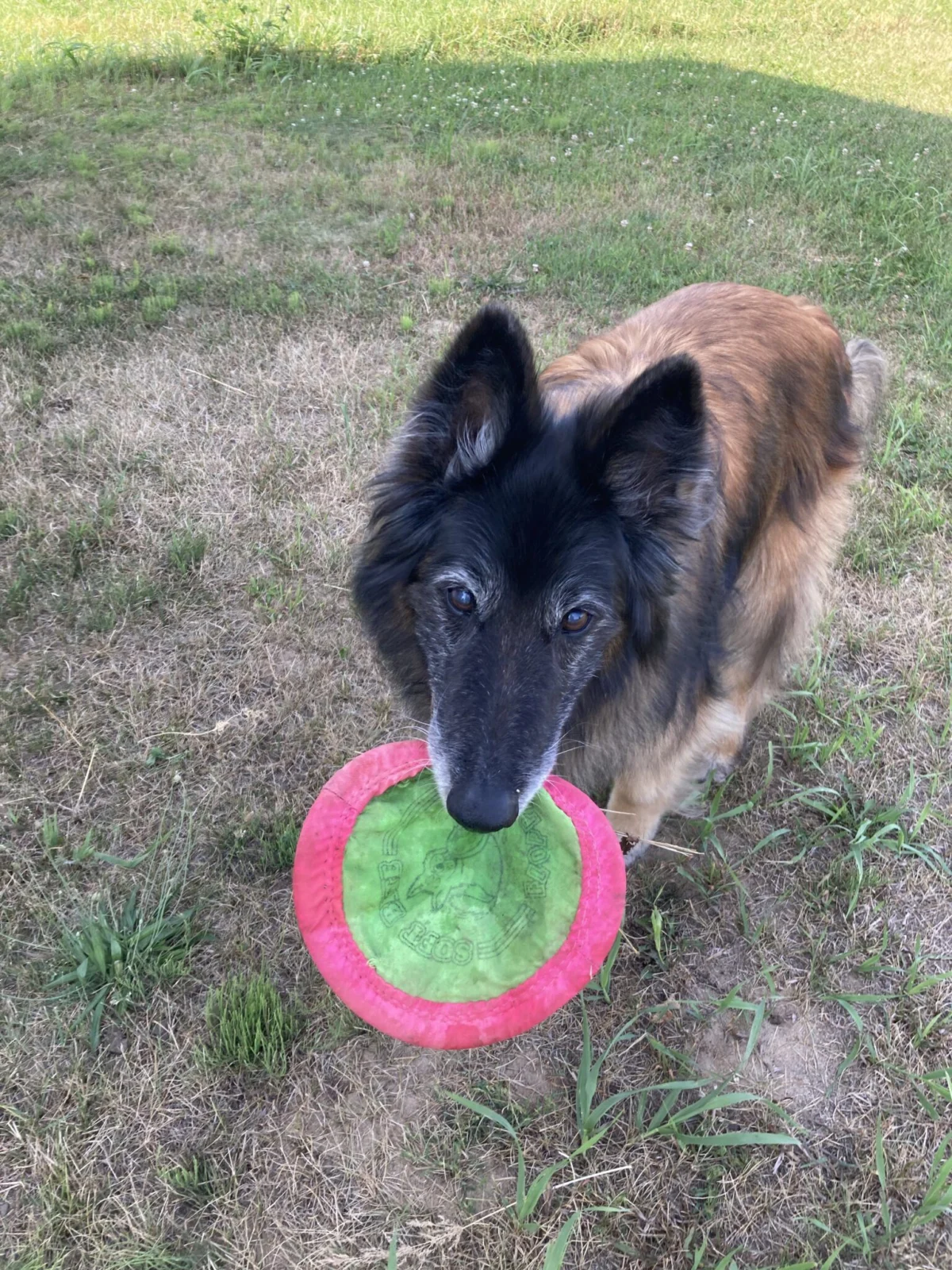 Understanding Ondansetron (Zofran) for Canine Nausea: A Comprehensive Veterinary Guide