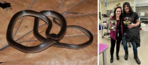 Welcome to the Jungle: Newly Discovered New Guinea Groundsnake Species Named in Honor of Guns N’ Roses Guitarist Slash