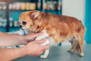 When Your Dog Is in Pain: Navigating the Dangers of OTC Medications