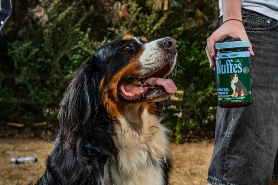 Wuffes Enters the Canine Oral Health Market with Science-Backed Dental Powder and SuperYolk IgY Technology