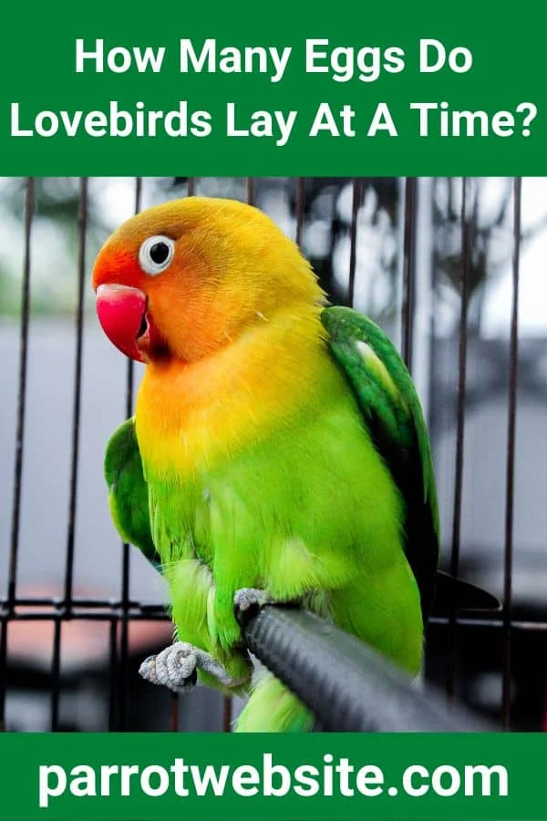Avian Insights: A Comprehensive Guide to Lovebird Breeding, Egg-Clogging Realities, and Nesting Behavior