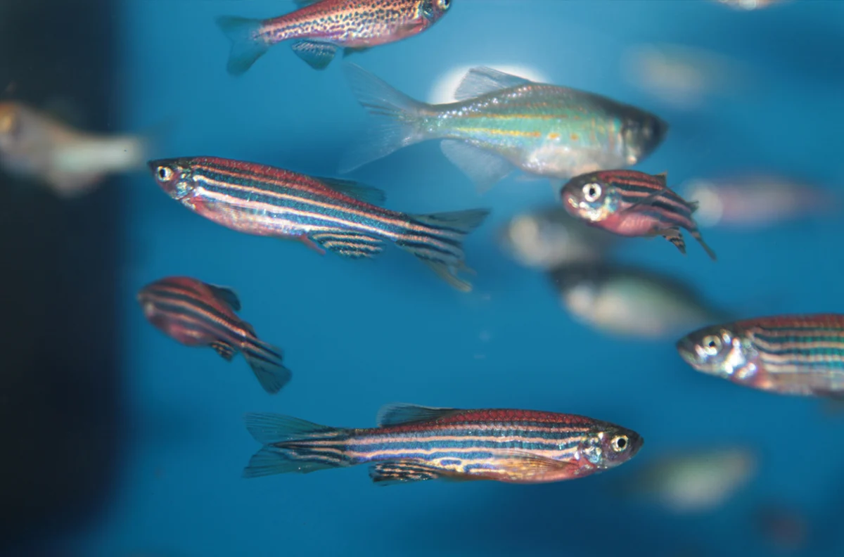 Beyond Pigment: How Zebrafish Are Unlocking the Mysteries of Albinism