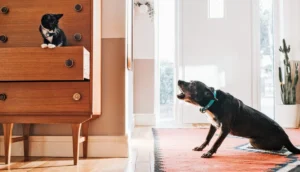 Beyond the Aggression Myth: Decoding the Mystery of Raised Hackles in Dogs