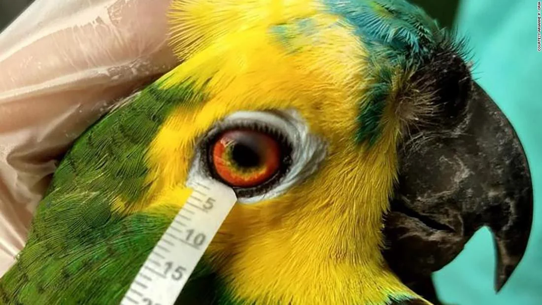Beyond the Feathers: Decoding Parrot Tears, Emotional Intelligence, and Avian Stress