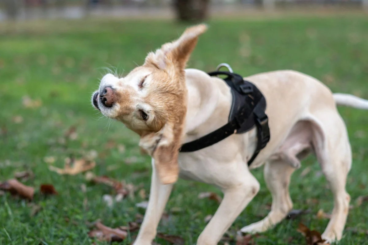 Beyond the Itch: A Comprehensive Guide to Managing and Preventing Canine Yeast Infections