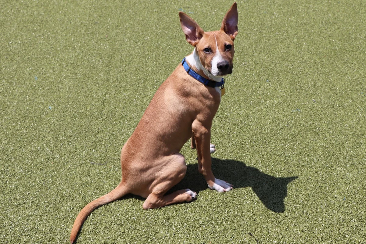 Beyond the Kennel Walls: The Life-Saving Power of the Foster Experience