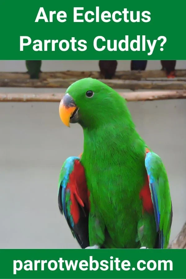 Beyond the Plumes: Understanding the Complex Affection and Social Dynamics of the Eclectus Parrot