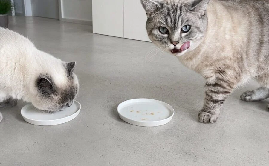 Breakthrough in Cellular Agriculture: BioCraft’s Cell-Cultured Cat Treat Matches Market Leader in Independent Palatability Trial