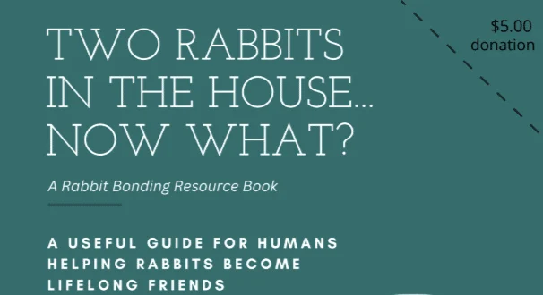 Building Lifelong Bonds: San Diego House Rabbit Society Releases Definitive Guide for Rabbit Guardians