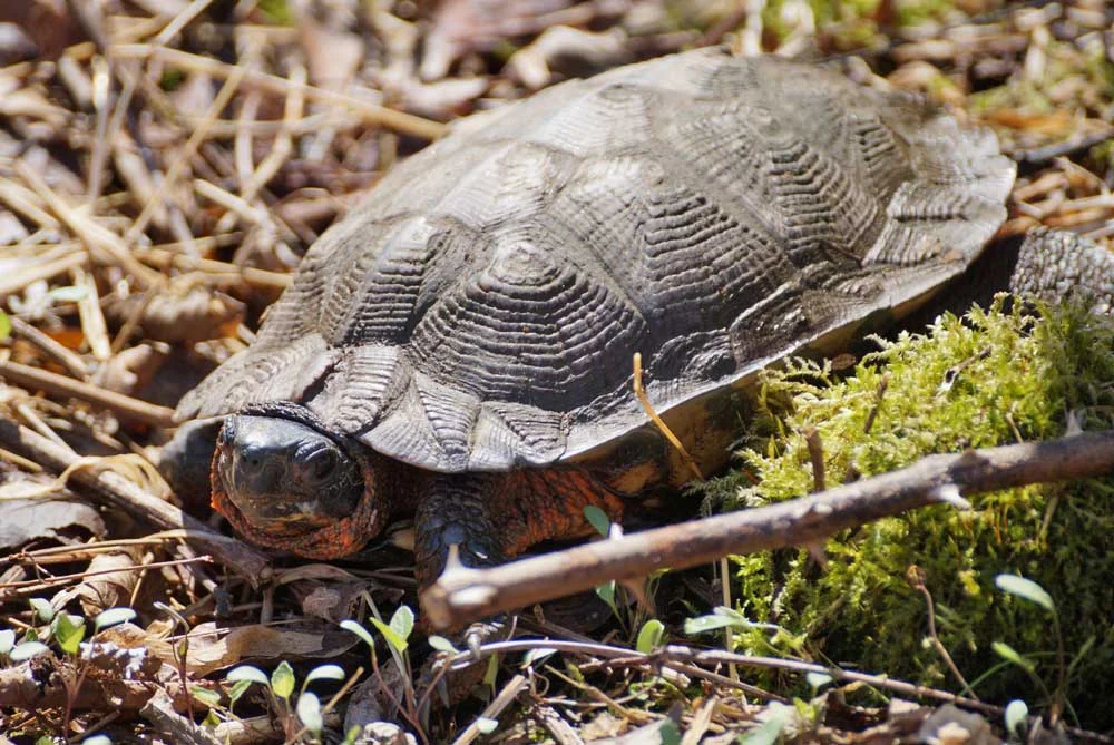 Climate Refuge in the Peaks: New Study Reveals Catskill Mountains May Save Wood Turtles from Warming Planet
