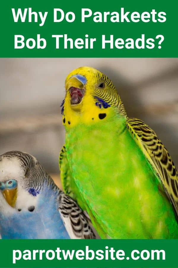Decoding the Avian Bob: A Comprehensive Investigation into Parakeet Head Movements