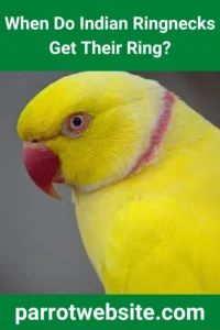 Decoding the Plumes: A Comprehensive Guide to Indian Ringneck Parrot Maturation, Sexual Dimorphism, and Aging