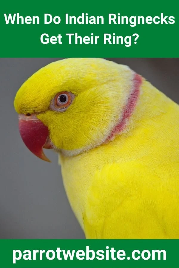 Decoding the Plumes: A Comprehensive Guide to Indian Ringneck Parrot Maturation, Sexual Dimorphism, and Aging