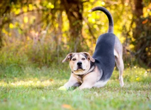 Decoding the Stretch: Understanding Why Your Dog Stretches and When to Seek Help