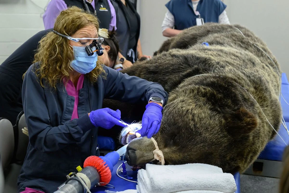 Dental Surgery for a Grizzly: Inside Adak’s Specialized Root Canal at WSU