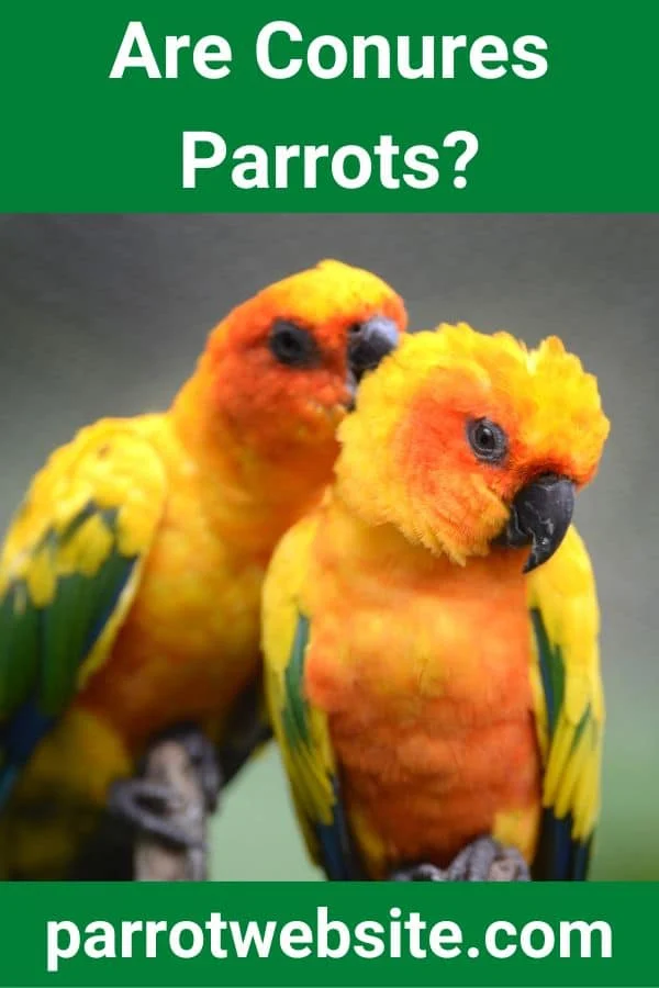 Feathered Complexities: The Definitive Guide to Conures, Their Scientific Classification, and Life as Household Pets