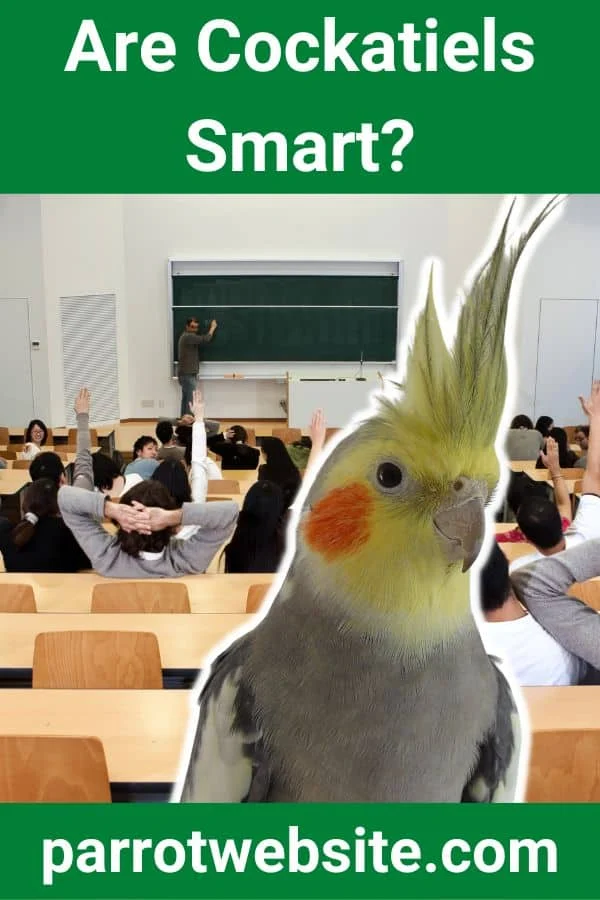 Feathered Geniuses: Unraveling the Surprising Cognitive Complexity and Emotional Depth of Cockatiels