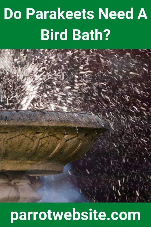 Feathered Hygiene: The Comprehensive Guide to Parakeet Bathing, Care, and Wellness