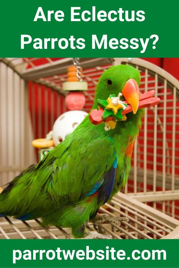 Feathers, Fruit, and Frequent Cleanup: The Ultimate Guide to Managing Eclectus Parrot Ownership