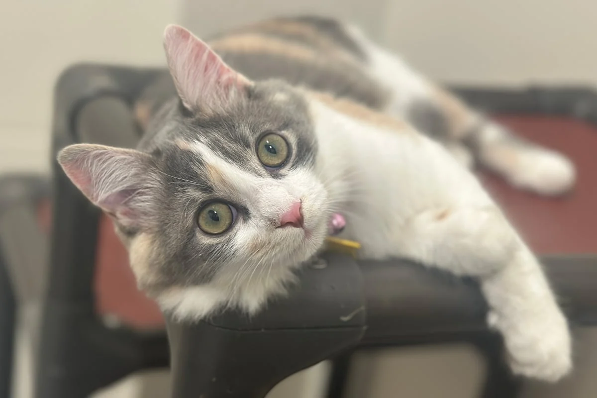 From Fatal Diagnosis to Feline Vitality: The Revolution in FIP Treatment