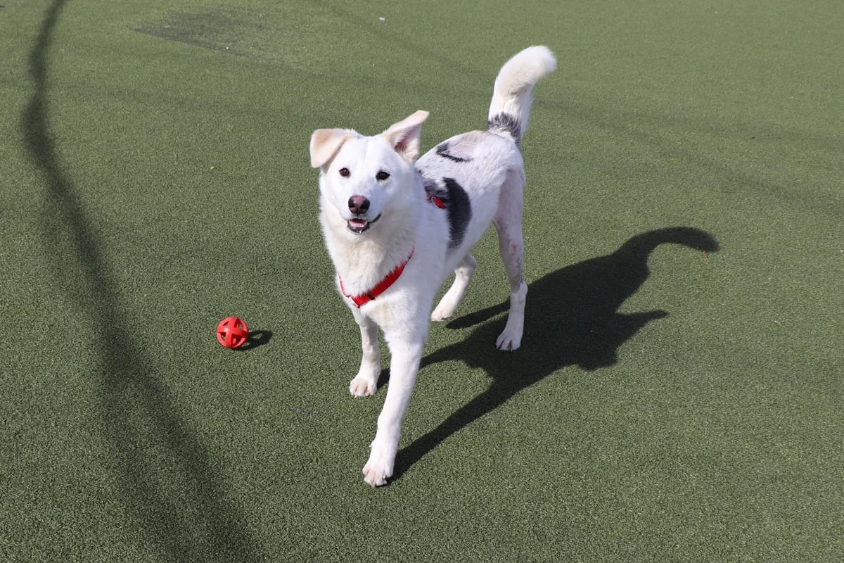 From Shelter Stardom to Suburban Bliss: The Extraordinary Journey of Bentley the Husky