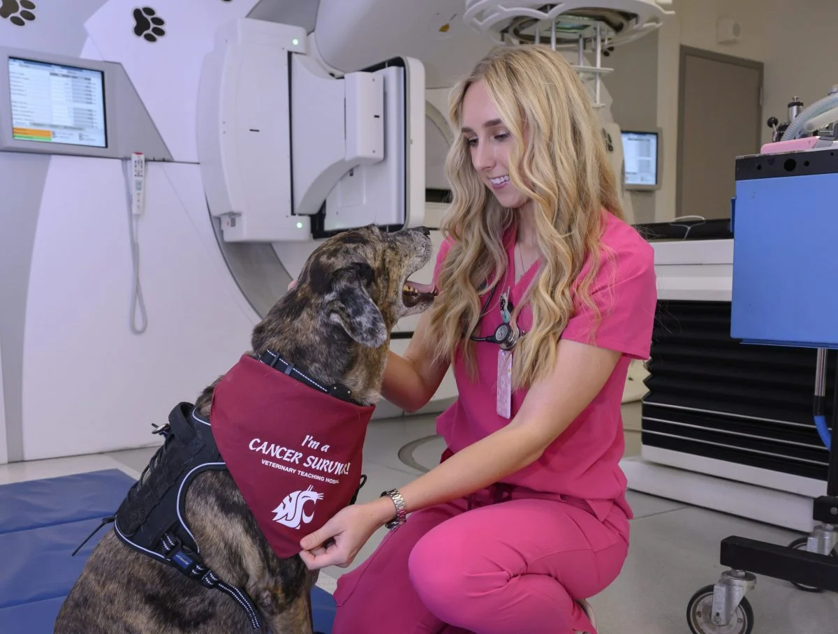 From the Court to the Clinic: Hailey Pelton’s Journey Toward Veterinary Excellence at WSU
