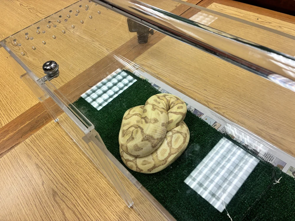 High-Stakes Wildlife Capture: 45-Inch Ball Python Recovered on Oahu Highlights Hawaii’s Ongoing Battle Against Invasive Reptiles