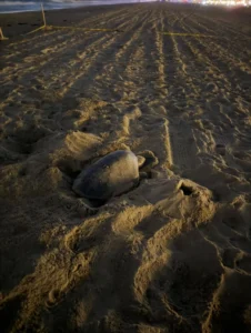 Historic First: Olive Ridley Sea Turtle Nests on Southern California Coast, Igniting Conservation Excitement and Climate Questions