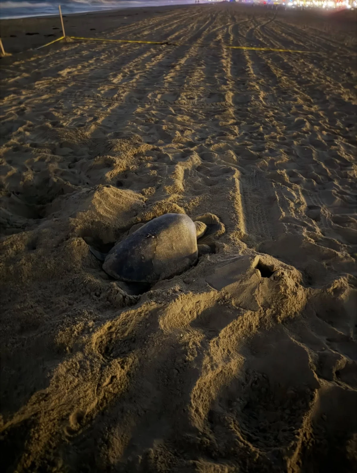 Historic First: Olive Ridley Sea Turtle Nests on Southern California Coast, Igniting Conservation Excitement and Climate Questions