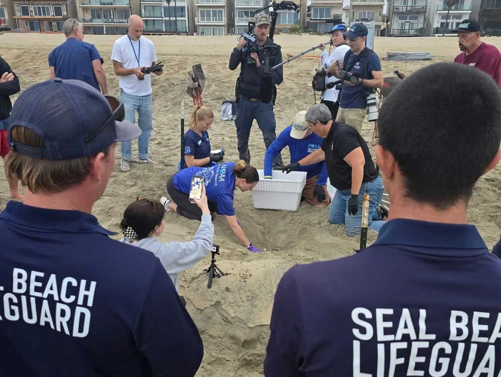 Historic Southern California Sea Turtle Nests Relocated as Hurricane Polo Threatens Coastline