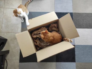 Keeping the Golden Years Golden: Comprehensive Strategies for Senior Cat Enrichment and Mental Health