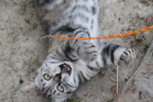 Keeping the Golden Years Golden: The Ultimate Guide to Mental and Physical Stimulation for Senior Cats