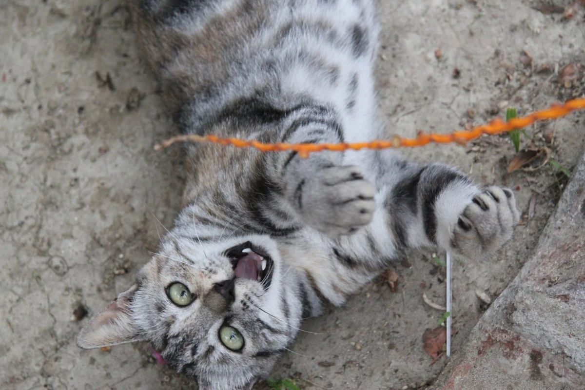 Keeping the Golden Years Golden: The Ultimate Guide to Mental and Physical Stimulation for Senior Cats