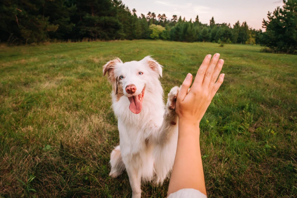 Mastering the Bond: A Comprehensive Guide to DIY Dog Training