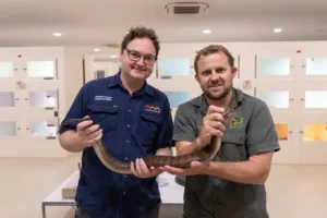 Meet ‘Shazza’: Australia’s Colossal Common Death Adder Smashes Size Records at the Australian Reptile Park