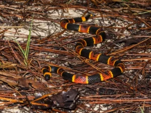 Nature’s Warning: Groundbreaking Study Reveals Vividly Colored Snakes Are Far More Likely to Be Venomous