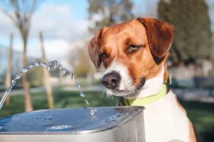 Navigating Canine Digestive Distress: When Home Care Suffices and When to Call the Vet